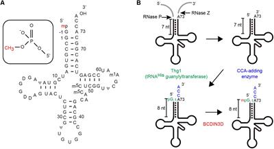 Human BCDIN3D Is a Cytoplasmic tRNAHis-Specific 5′-Monophosphate Methyltransferase